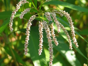 Flower-heads of Pale Knotweed