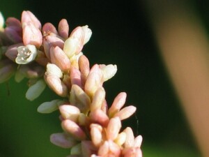 Pale Knotweed flowers