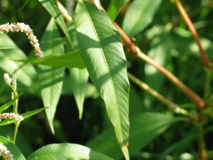 Pale Knotweed leaf