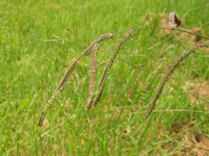 Paspalum flower heads