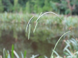 Paspalum flower heads