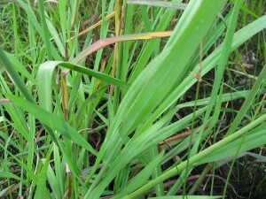 Leaves of Paspalum
