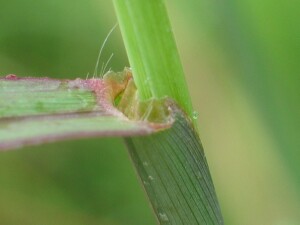 Paspalum ligue at leaf and stem junction