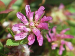 Persian Clover flower-head