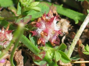 Maturing flower-head of Persian Clover