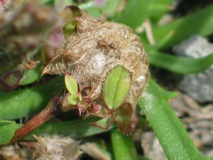 Mature flower-head of Persian Clover