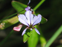 Photo gallery - Angled Lobelia