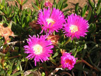 Photo gallery - Angled Pigface