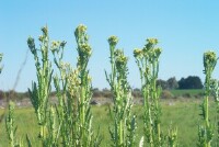 Photo gallery - Annual Fireweed