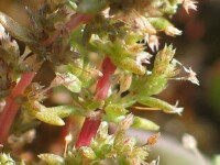 Austral Stonecrop