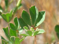 Austral Trefoil