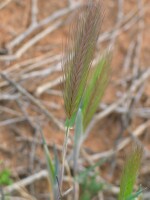 Barley-grass