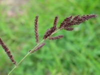 Barnyard Grass