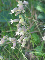 Photo gallery - Bladder Campion