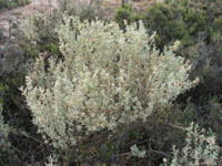 Photo gallery - Bladder Saltbush
