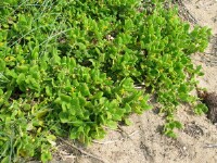 Photo gallery - Bower Spinach