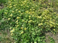 Photo gallery - Capeweed