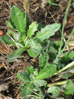 Photo gallery - Cat's Ear