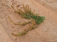 Photo gallery - Clustered Lawrencia