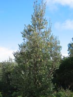 Photo gallery - Coast Banksia