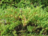 Photo gallery - Coast Bonefruit
