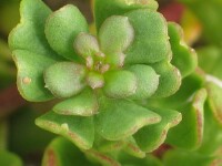 Coast Stackhousia