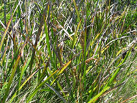 Photo gallery - Coast Sword Sedge