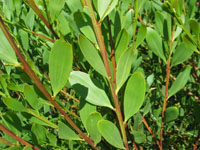 Photo gallery - Coast Wattle
