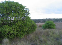 Photo gallery - Common Boobialla