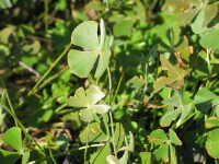 Common Nardoo