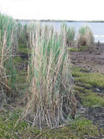 Photo gallery - Common Reed