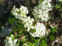 Common Woodruff