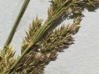 Creeping Bent