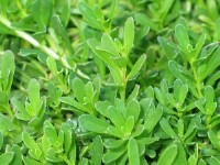Photo gallery - Creeping Boobialla