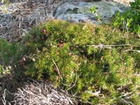 Photo gallery - Crimson Berry