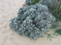 Photo gallery - Cushion Bush