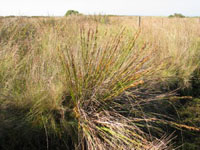 Photo gallery - Cutting Sedge