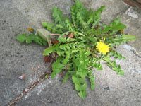 Photo gallery - Dandelion