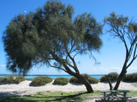 Photo gallery - Drooping Sheoak