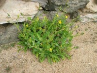 Photo gallery - Dune Thistle