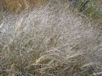 Photo gallery - Feather Spear-grass
