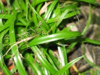 Photo gallery - Flat Sedges