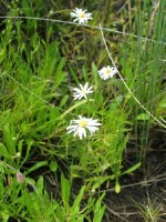 Photo gallery - Grass Daisy