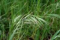 Photo gallery - Great Brome