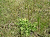 Photo gallery - Greater Plantain