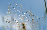 Hair Grasses