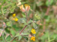 Hairy Bird's-foot Trefoil