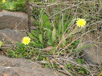 Photo gallery - Hairy Hawkbit