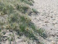Photo gallery - Hairy Spinifex