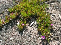 Photo gallery - Inland Pigface